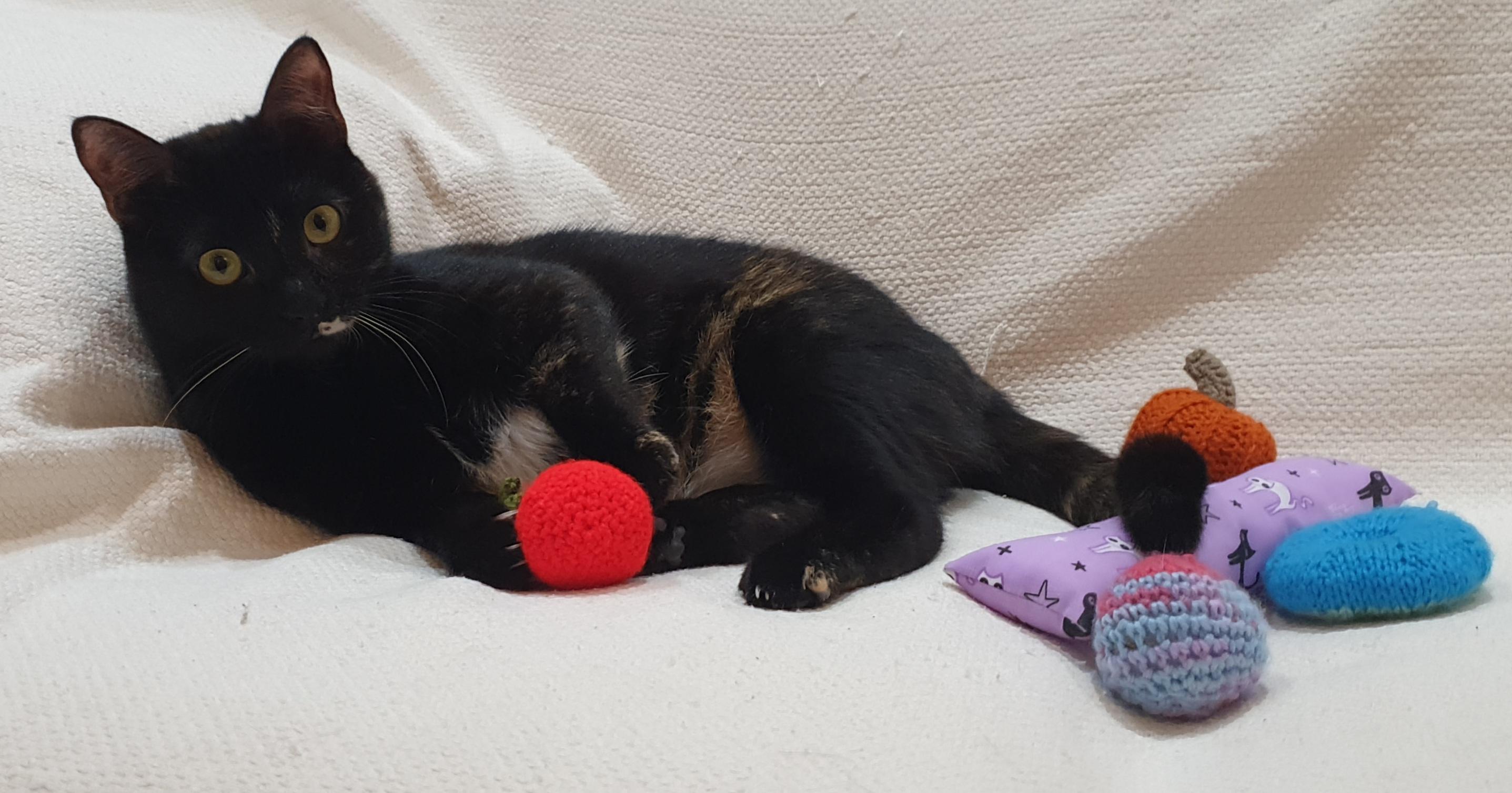 Enlarge Dujana, an adoptable mixed breed in North York, ON image 5/6