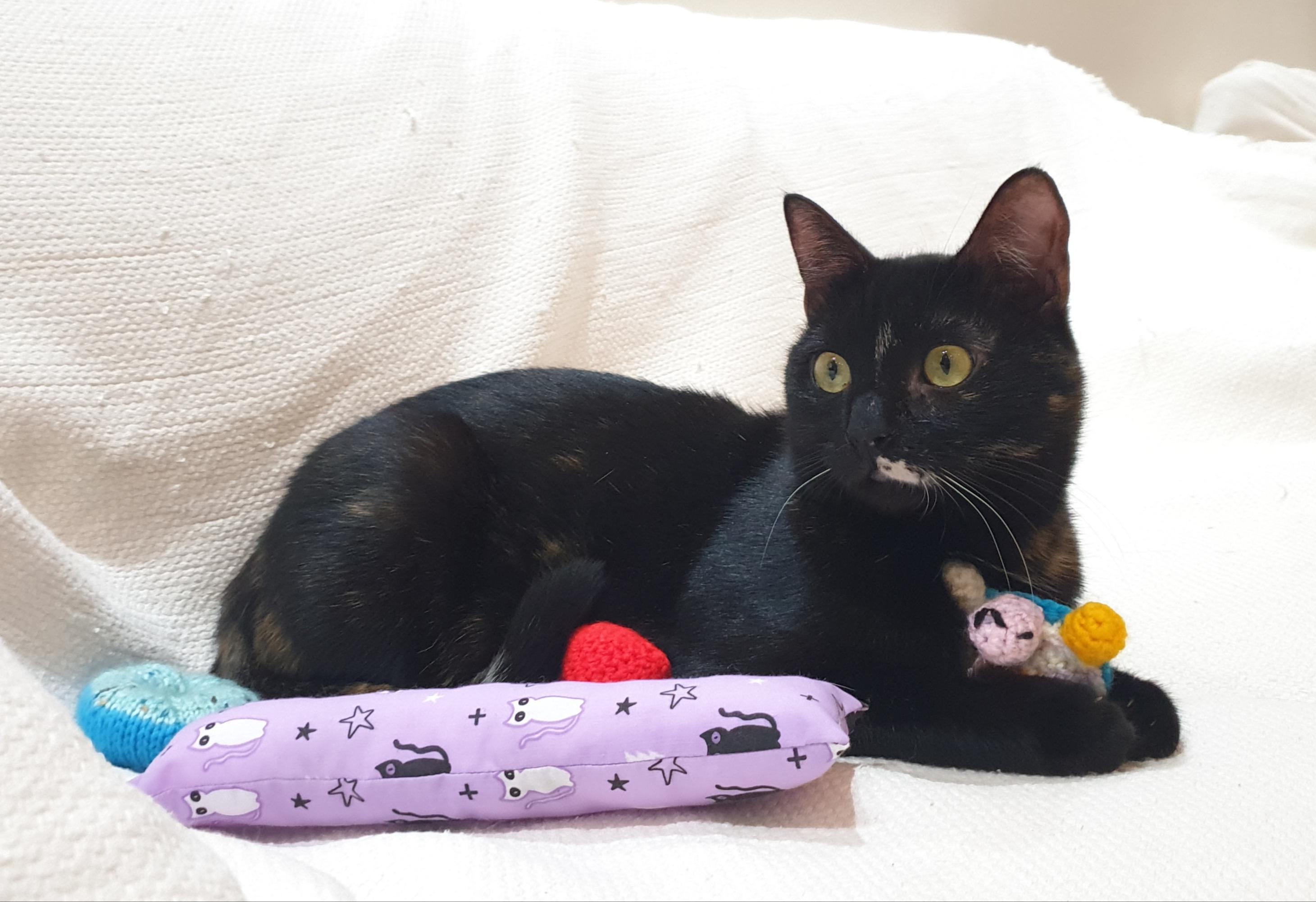 Enlarge Dujana, an adoptable mixed breed in North York, ON image 2/6