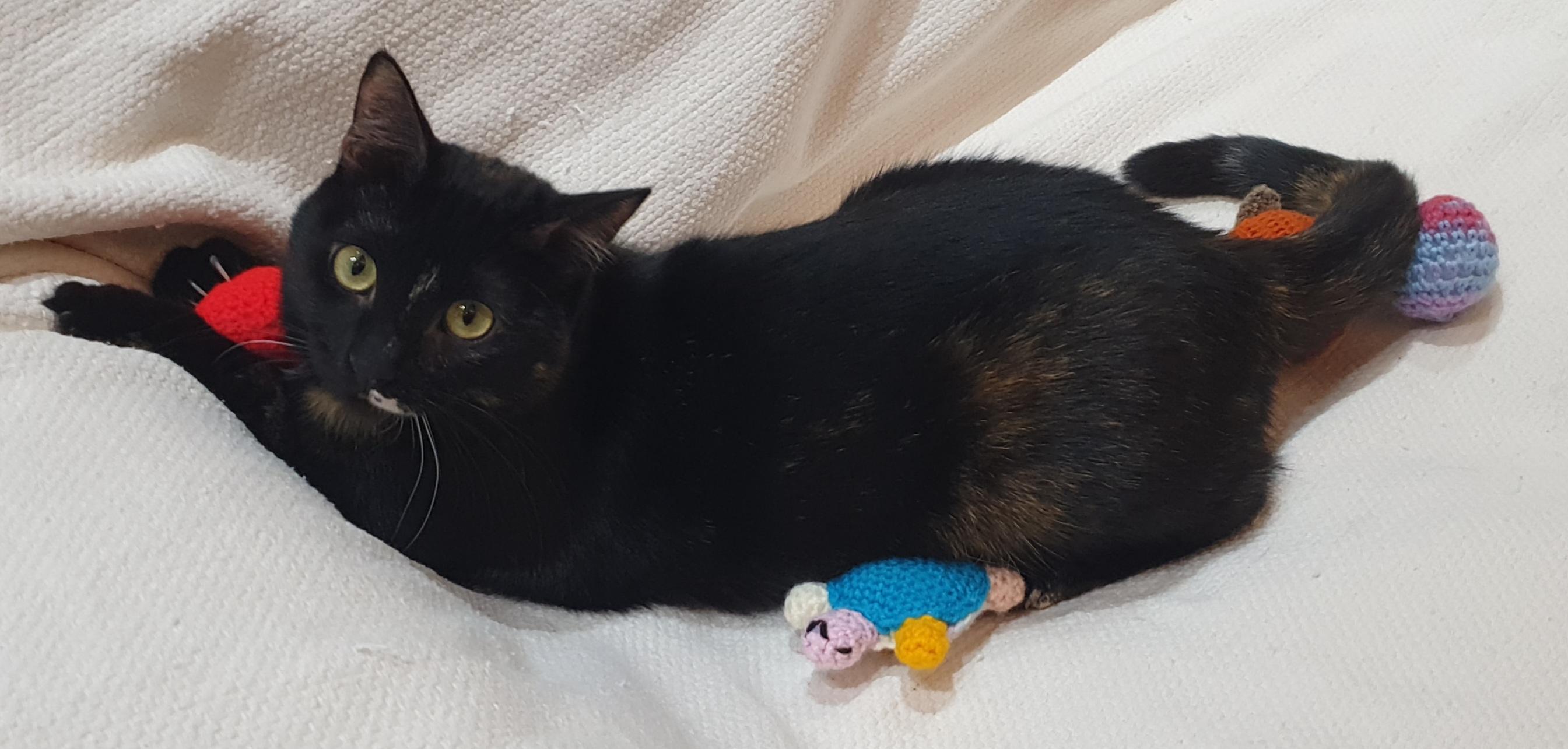 Enlarge Dujana, an adoptable mixed breed in North York, ON image 3/6