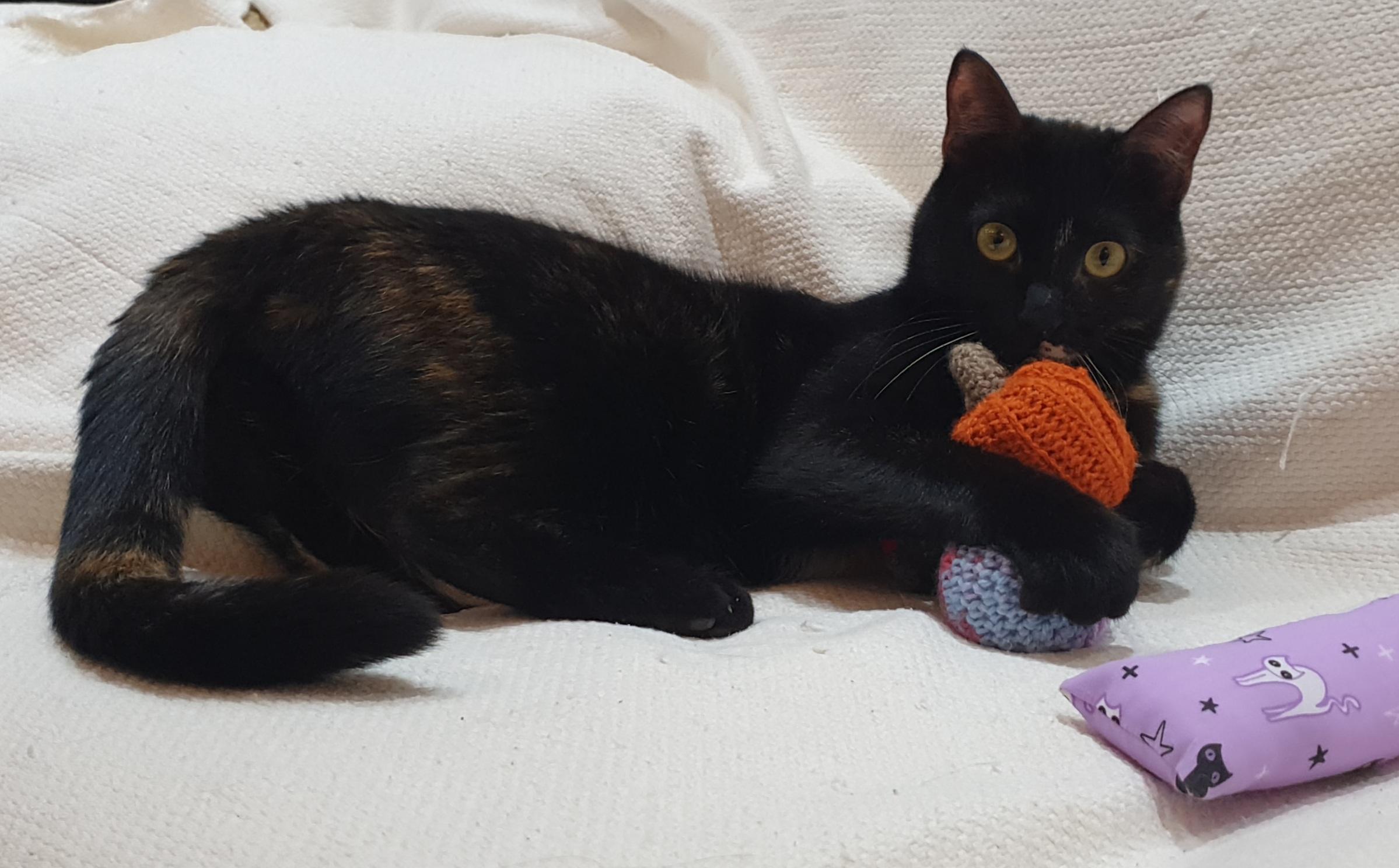 Enlarge Dujana, an adoptable mixed breed in North York, ON image 1/6