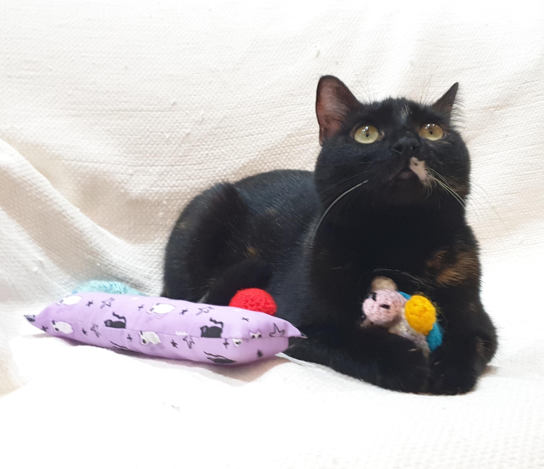 Enlarge Dujana, an adoptable mixed breed in North York, ON image 6/6