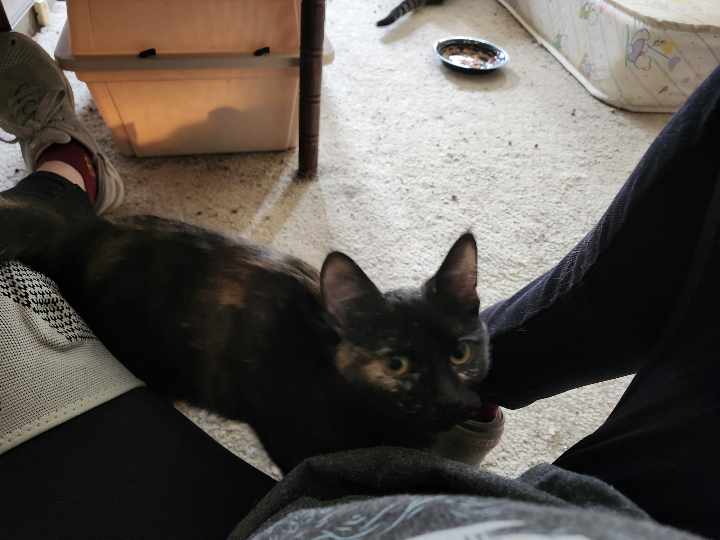 Enlarge Autumn, a Adopted Domestic Short Hair in Montgomery, IL image 1/2