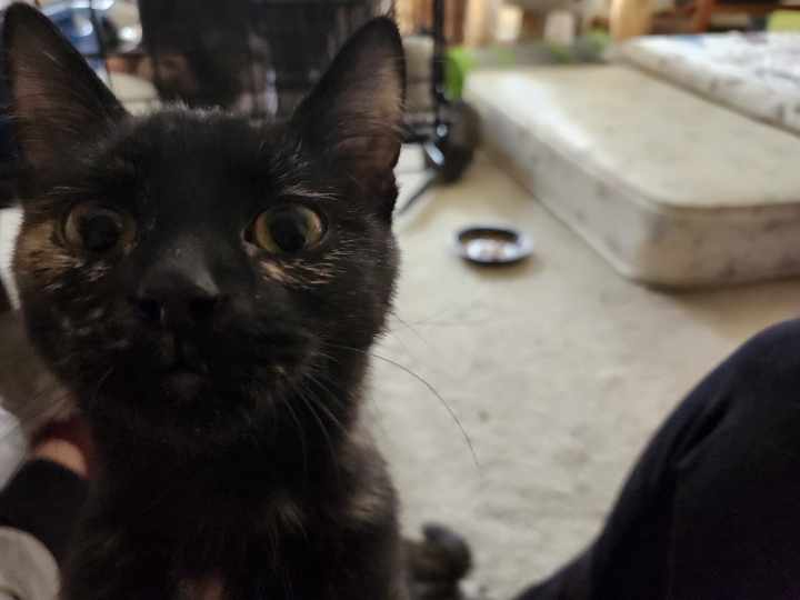 Enlarge Autumn, a Adopted Domestic Short Hair in Montgomery, IL image 2/2