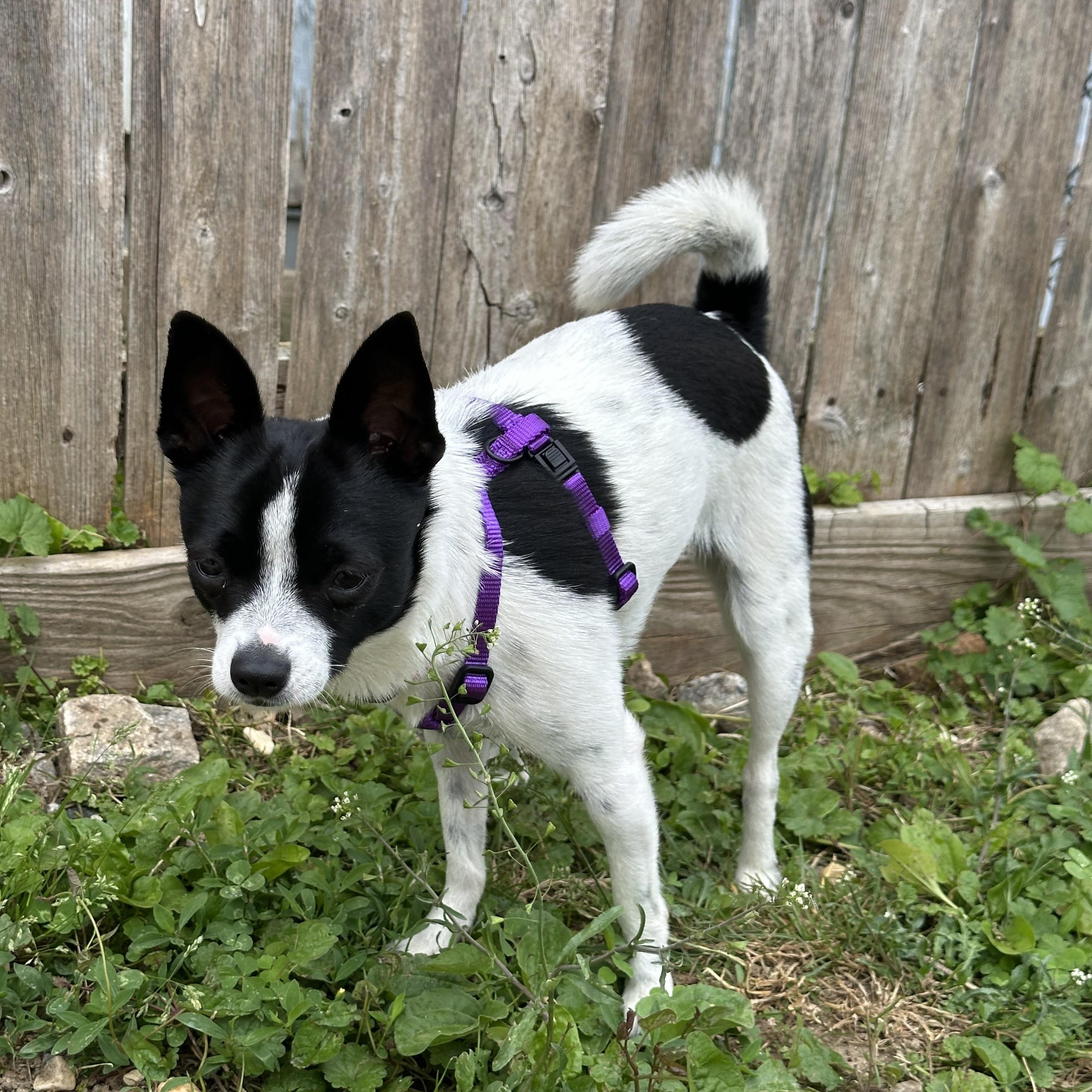 Denali, an adoptable Chihuahua in Ellicott City, MD_image-1