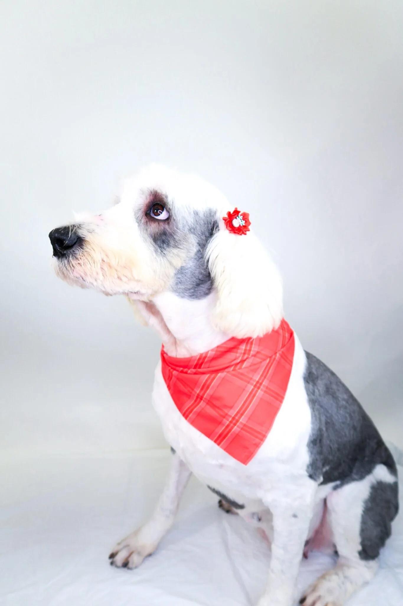 Enlarge Pearl, a Adoptable Old English Sheepdog in Bixby, OK image 3/4