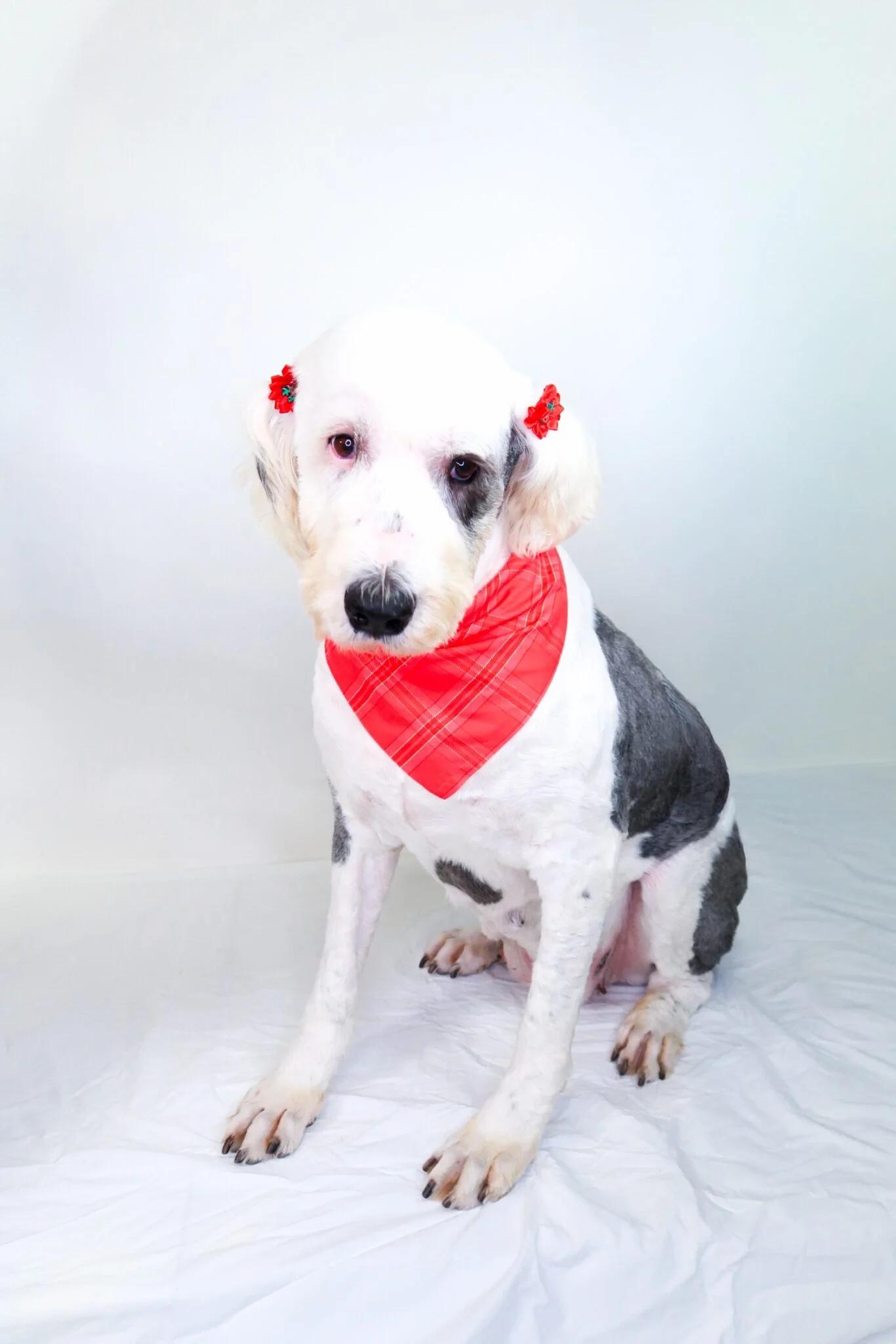 Enlarge Pearl, a Adoptable Old English Sheepdog in Bixby, OK image 2/4