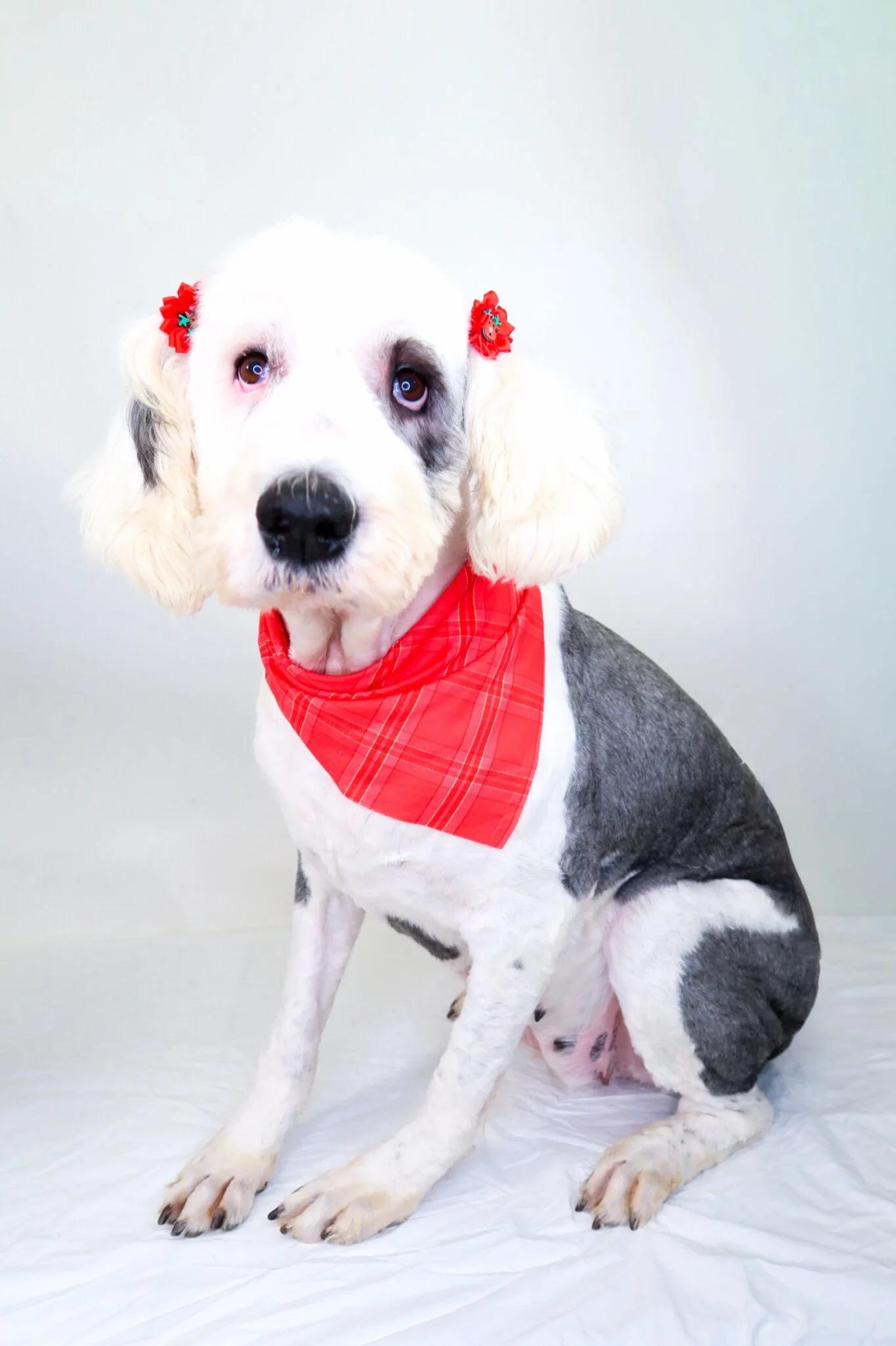 Enlarge Pearl, a Adoptable Old English Sheepdog in Bixby, OK image 1/4
