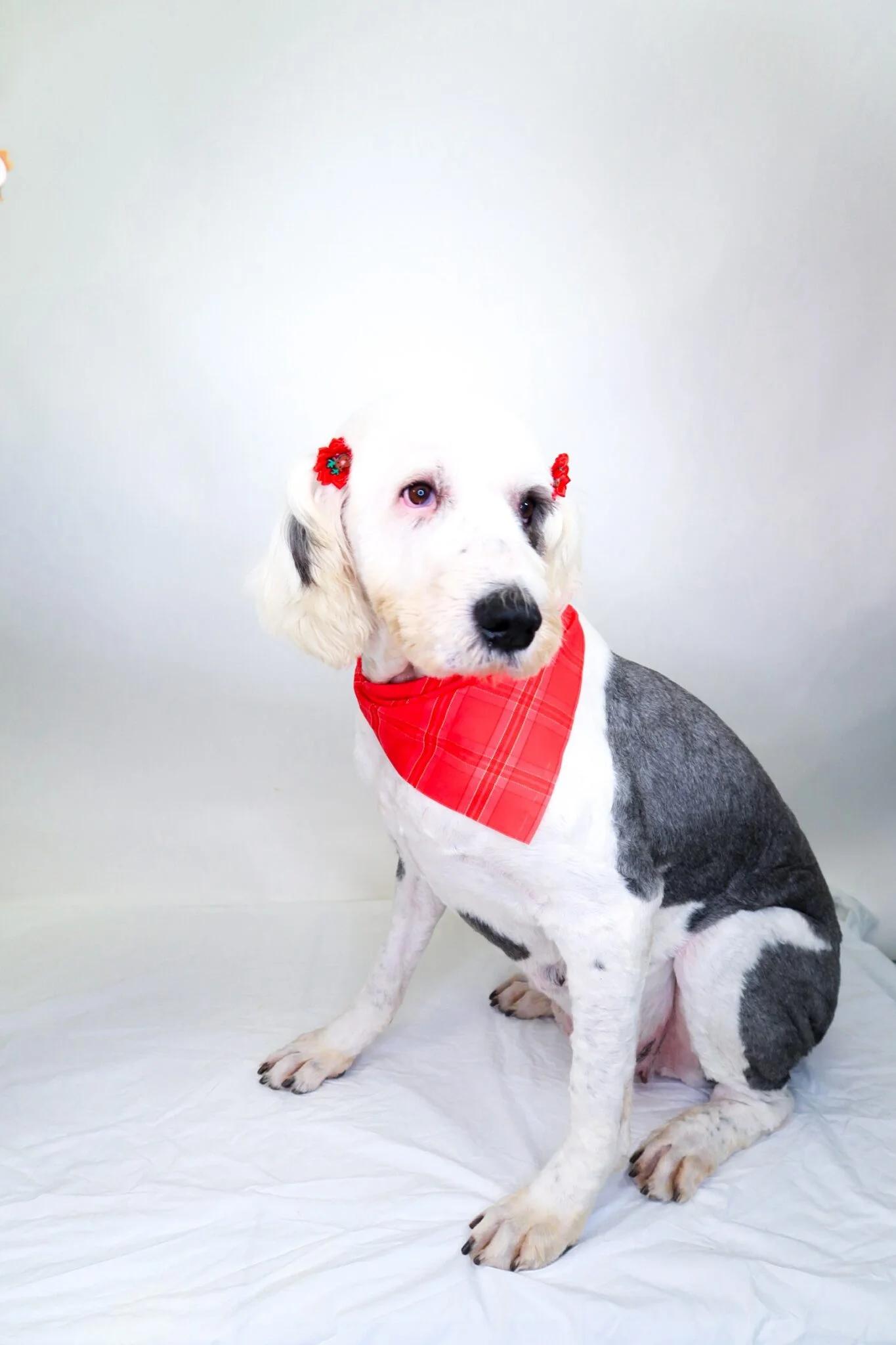 Enlarge Pearl, a Adoptable Old English Sheepdog in Bixby, OK image 4/4