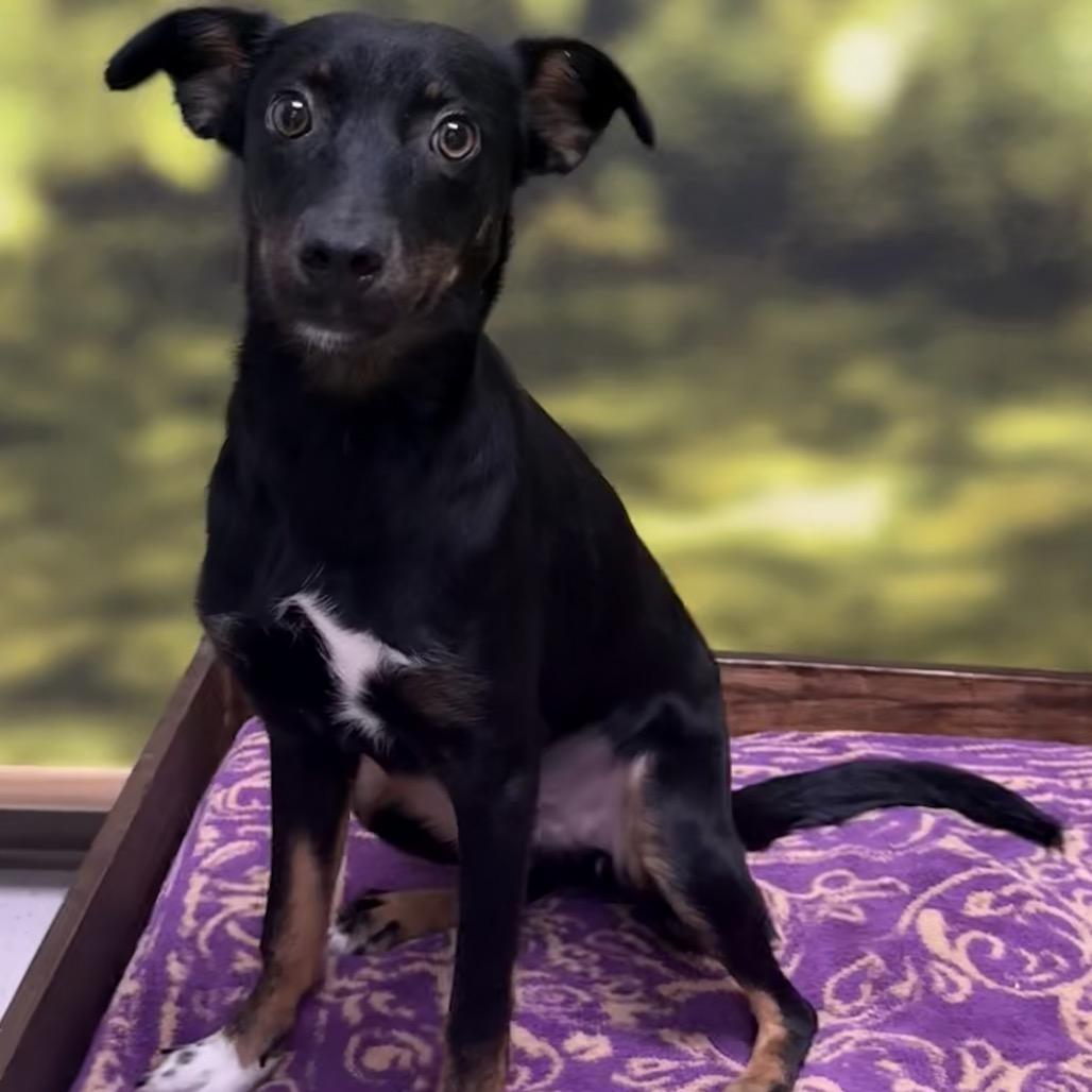 Enlarge Louisa, a Adopted Mixed Breed in Auburn, NH image 1/5