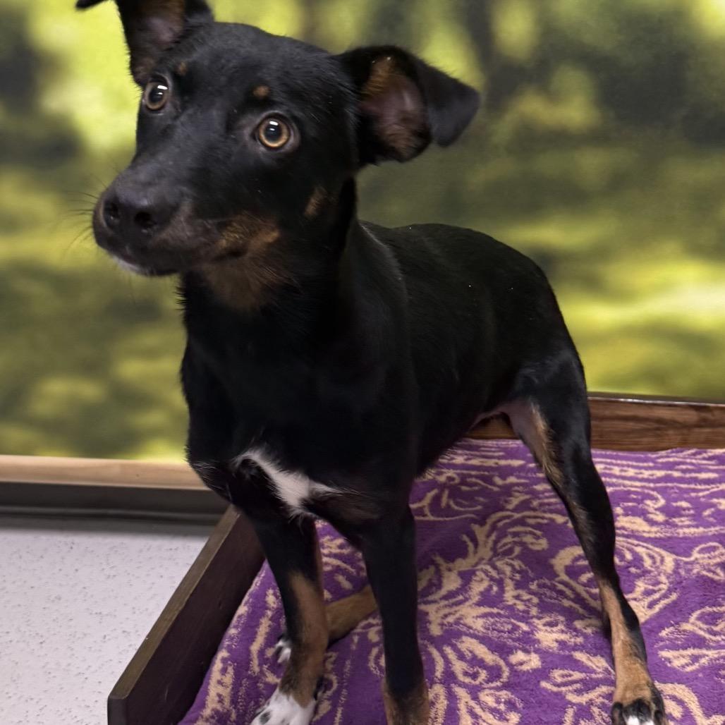 Enlarge Louisa, a Adopted Mixed Breed in Auburn, NH image 2/5