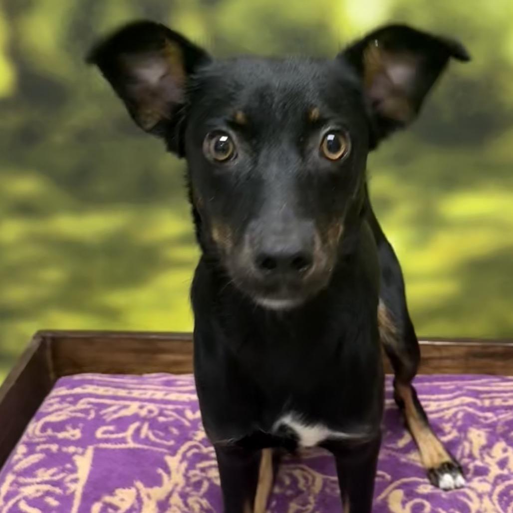 Enlarge Louisa, a Adopted Mixed Breed in Auburn, NH image 3/5