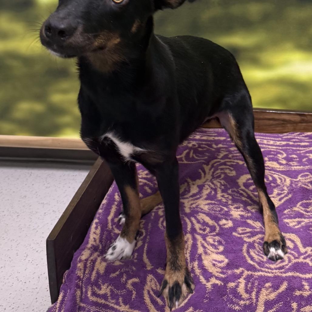 Enlarge Louisa, a Adopted Mixed Breed in Auburn, NH image 4/5