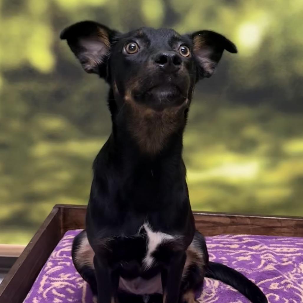 Enlarge Louisa, a Adopted Mixed Breed in Auburn, NH image 5/5