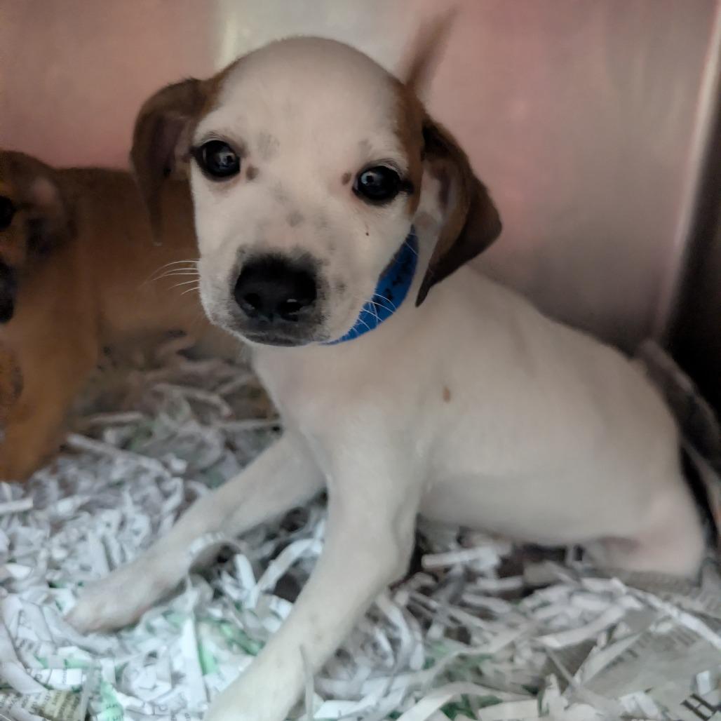 Chandler — thumbnail 2