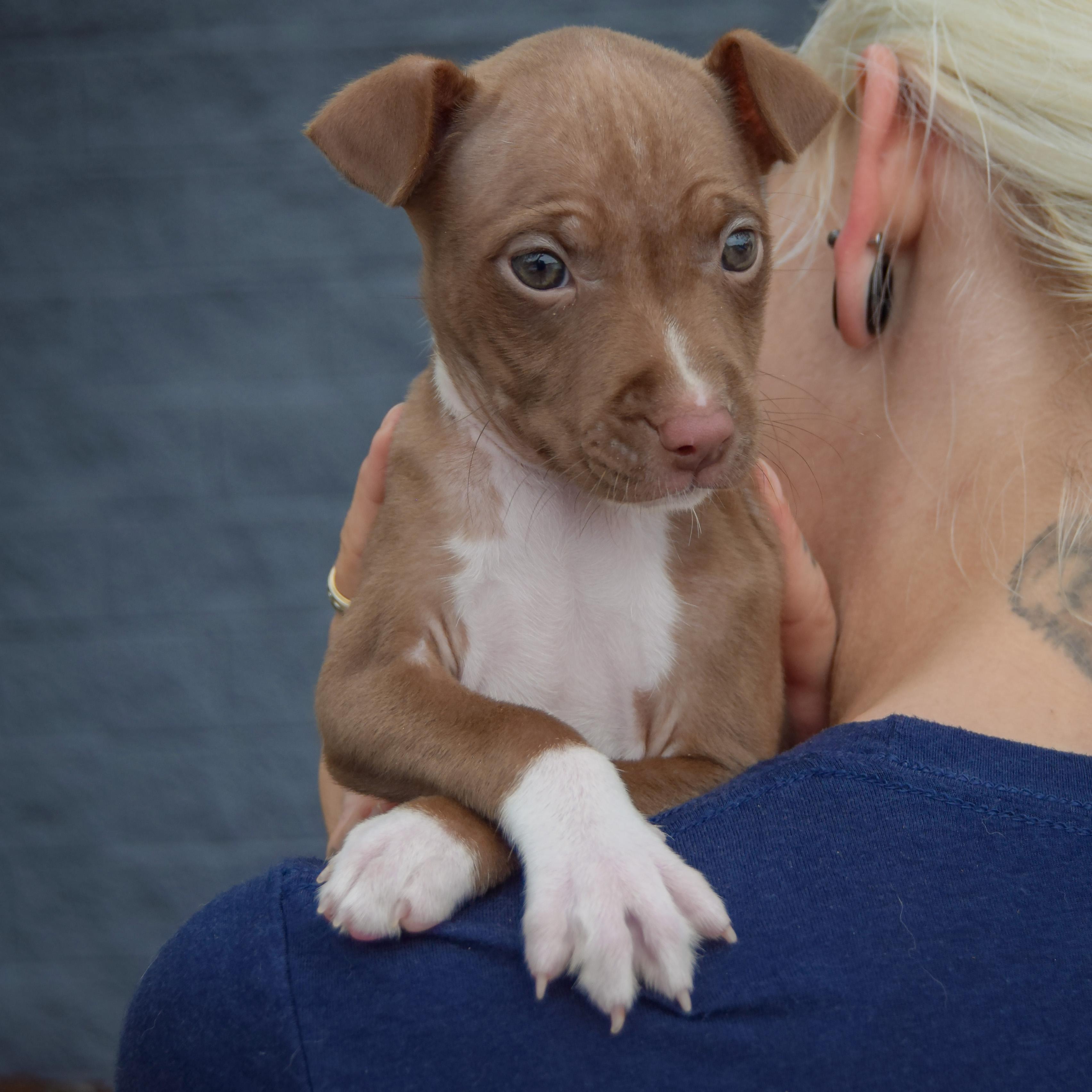 Enlarge Vonya, a Adoptable mixed breed in Huntley, IL image 4/4