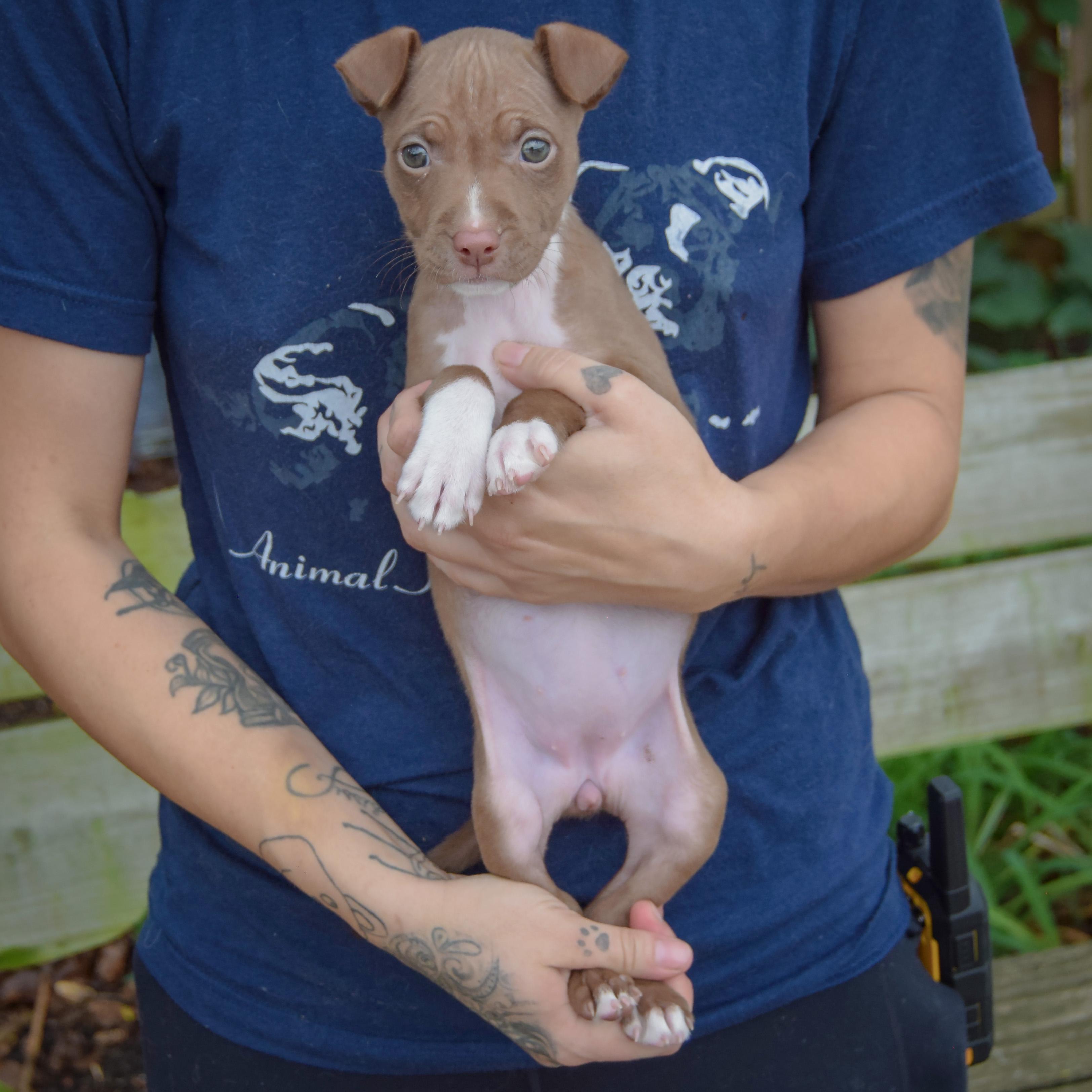 Enlarge Vonya, a Adoptable mixed breed in Huntley, IL image 3/4