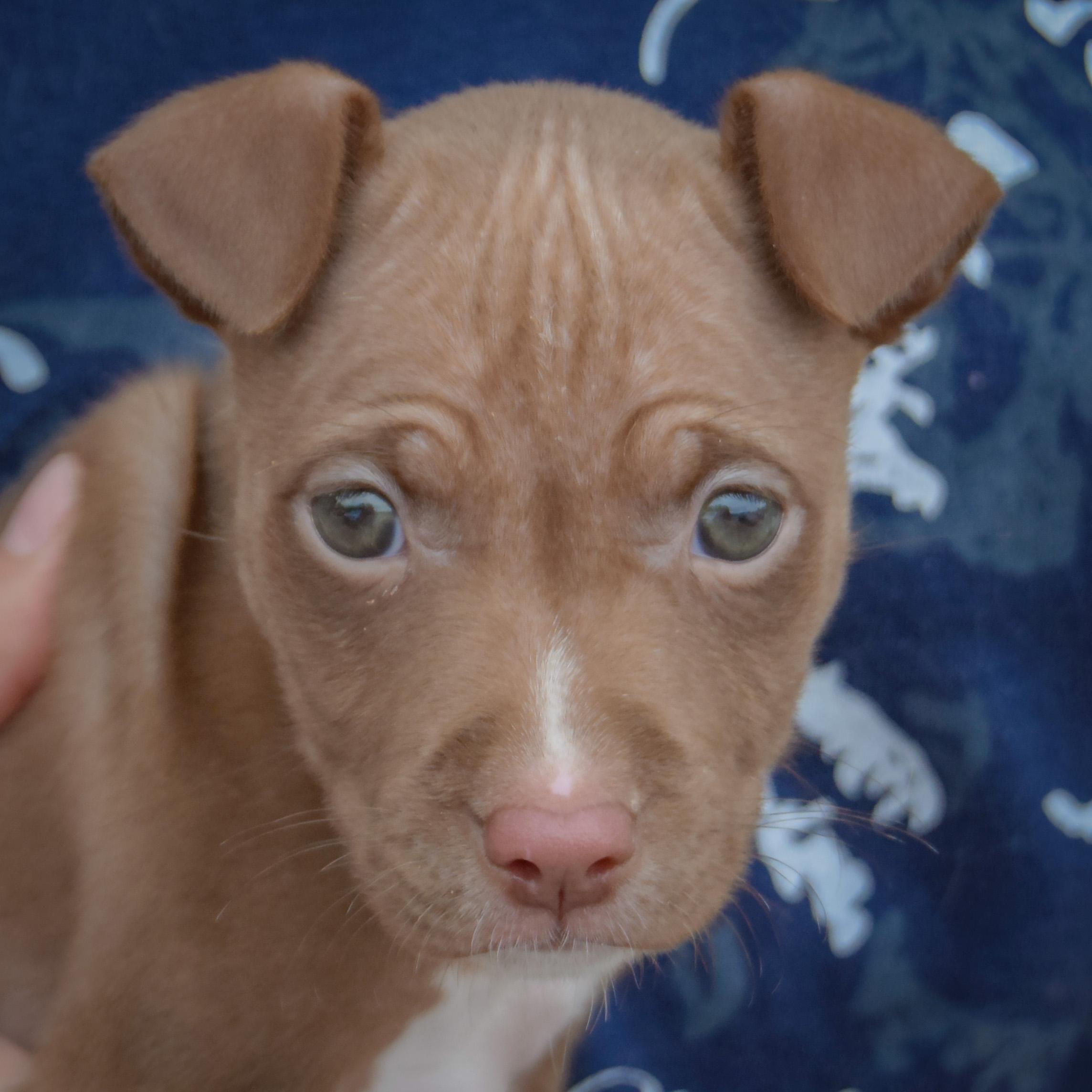 Vonya, Adoptable, Puppy Female Fox Terrier & Miniature Pinscher.