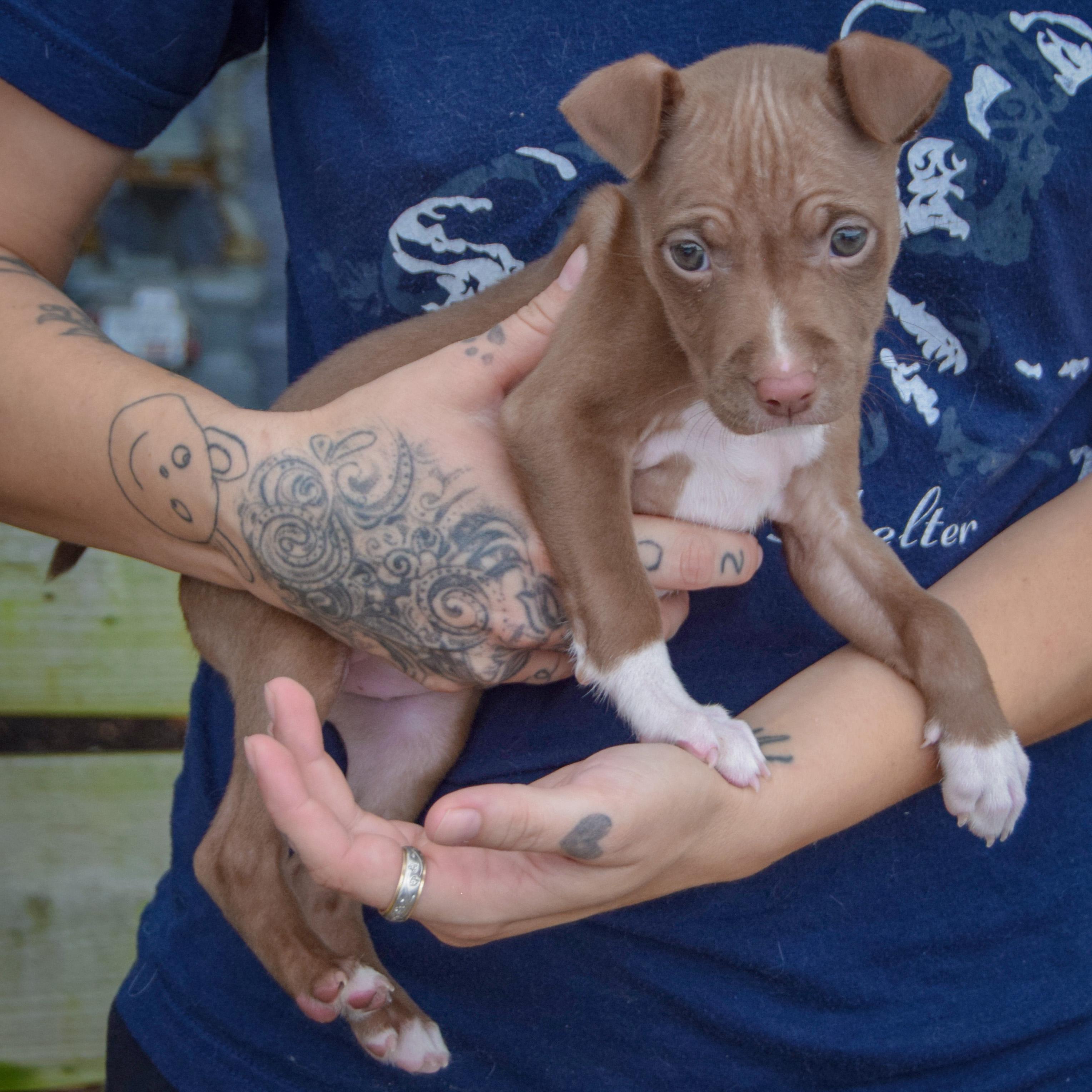 Enlarge Vonya, a Adoptable mixed breed in Huntley, IL image 2/4