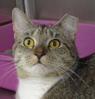Lyric, Adoptable, Adult Female Domestic Short Hair.