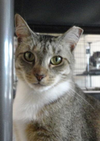 Lyric, Adoptable, Adult Female Domestic Short Hair.