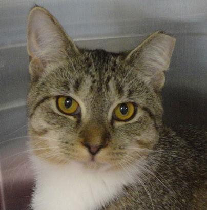 Enlarge Lyric, a Adoptable Domestic Short Hair in Massapequa, NY image 3/6