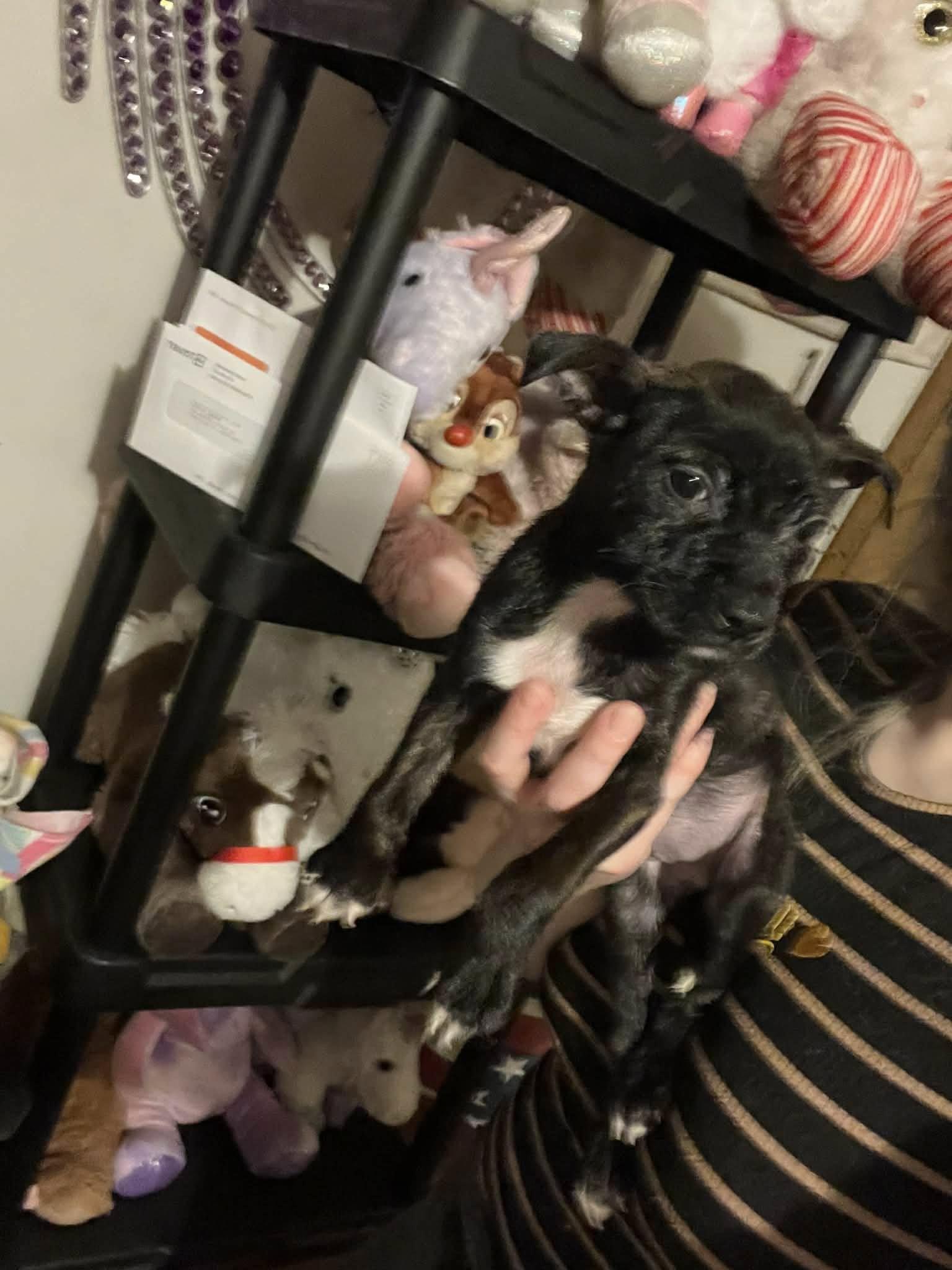 Miss Rosie (20260226-04)