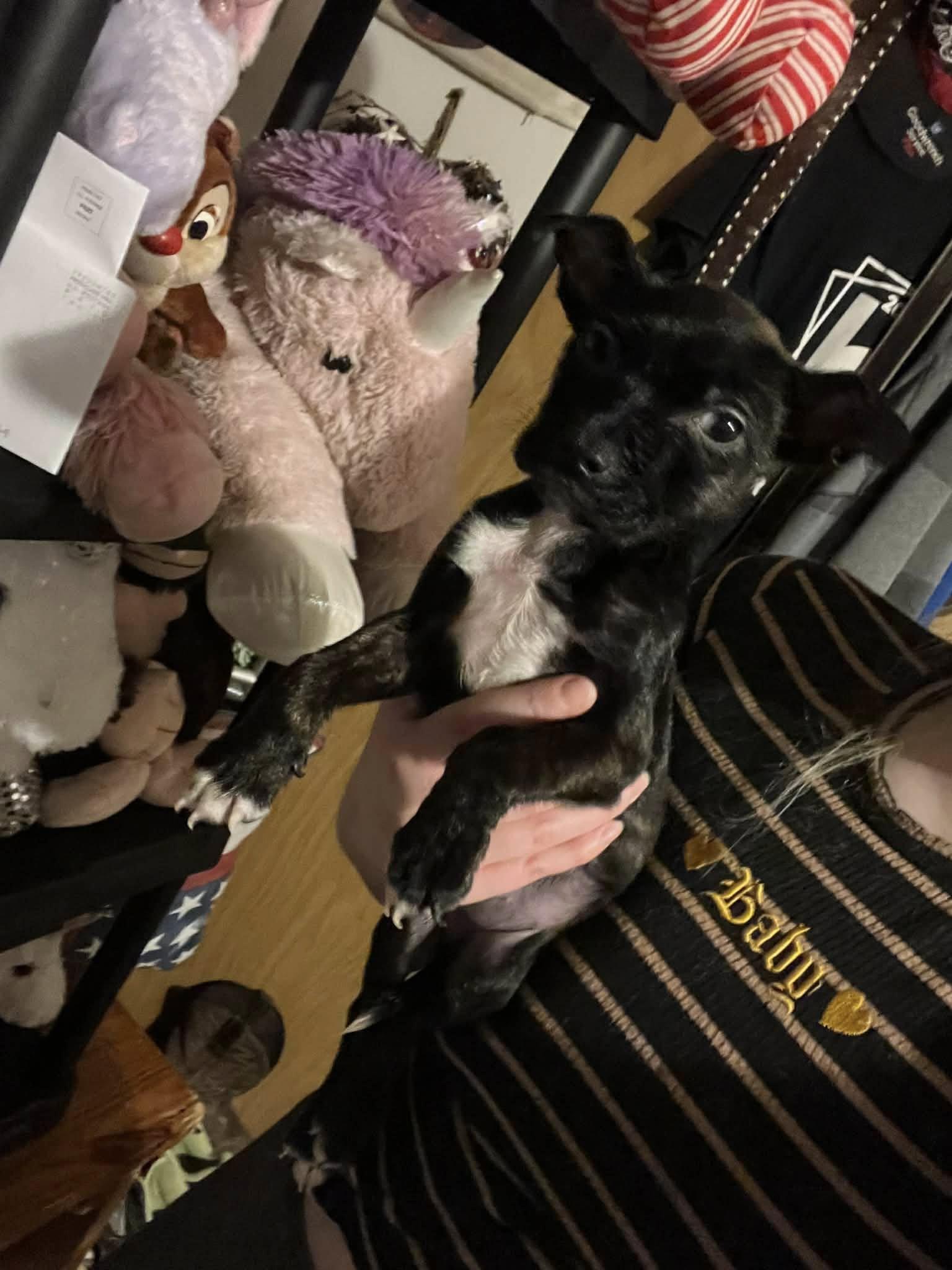 Miss Rosie (20260226-04) — thumbnail 2