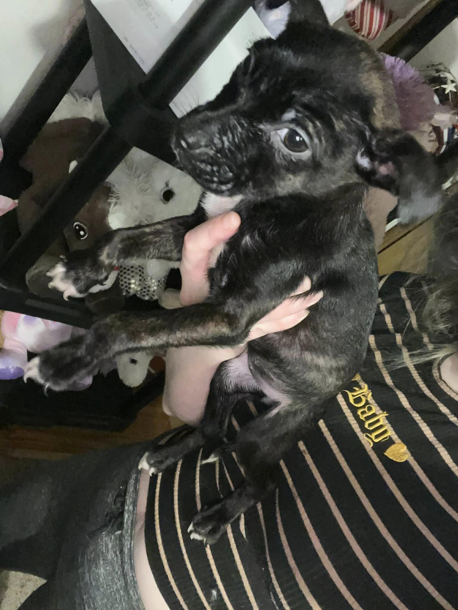 Miss Rosie (20260226-04) — thumbnail 3