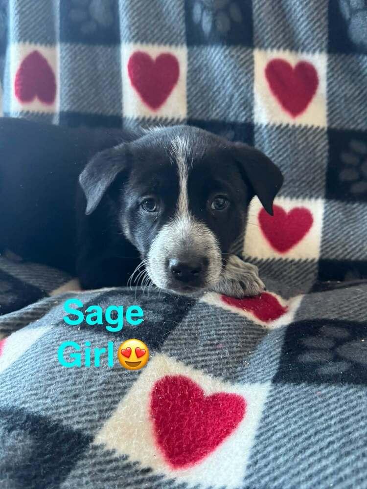 Enlarge Nature Dawgs : Sage, a Adoptable mixed breed in Aurora, IN image 1/5