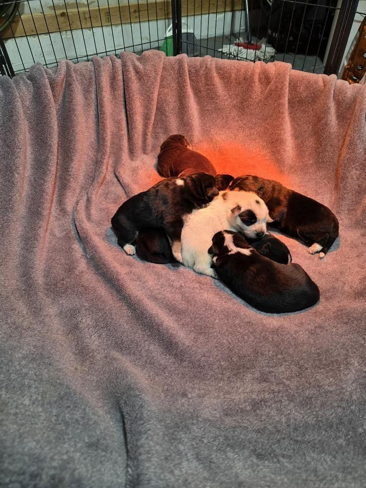 Enlarge Nature Dawgs : Sage, a Adoptable mixed breed in Aurora, IN image 2/5