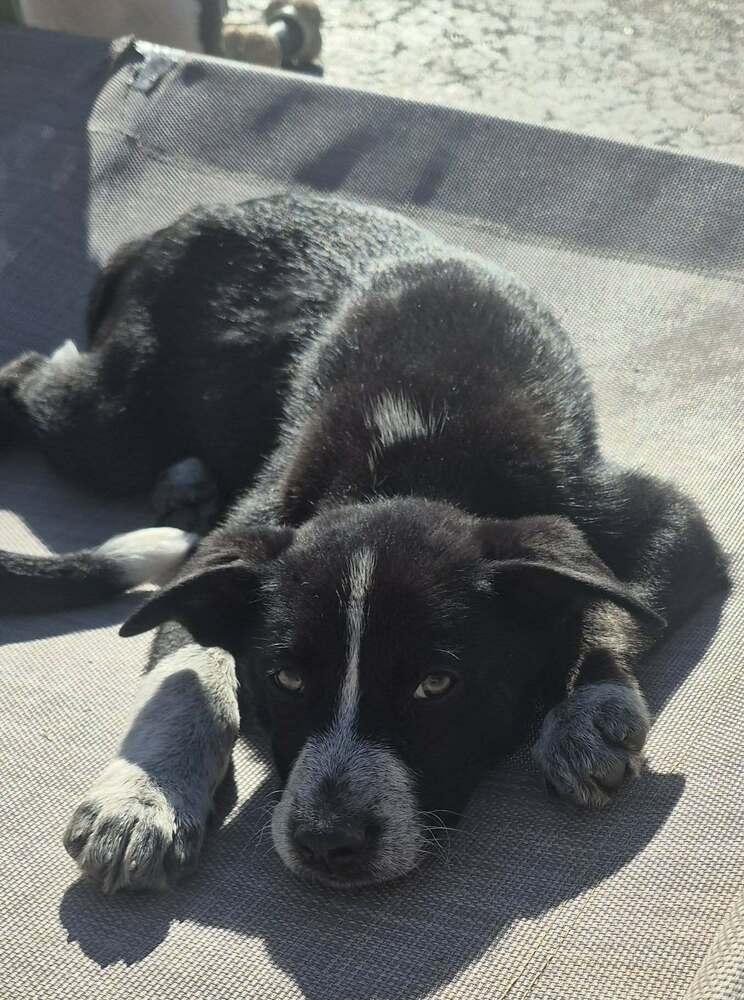 Enlarge Nature Dawgs : Sage, a Adoptable mixed breed in Aurora, IN image 4/5