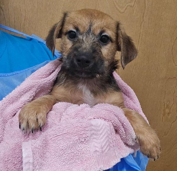 Enlarge Marley, a Adoptable mixed breed in Kennewick, WA image 1/3