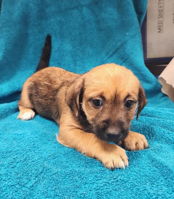 Enlarge Marley, a Adoptable mixed breed in Kennewick, WA image 2/3