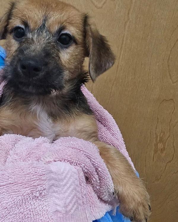 Enlarge Marley, a Adoptable mixed breed in Kennewick, WA image 3/3