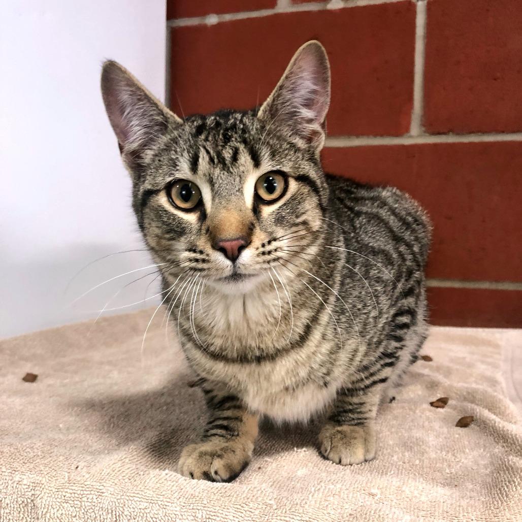 Enlarge (PSeB) Soos, a Adoptable Domestic Short Hair in Cabot, AR image 1/3