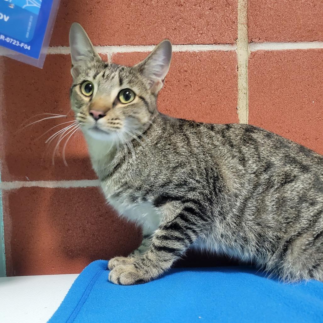 Enlarge (PSeB) Soos, a Adoptable Domestic Short Hair in Cabot, AR image 3/3