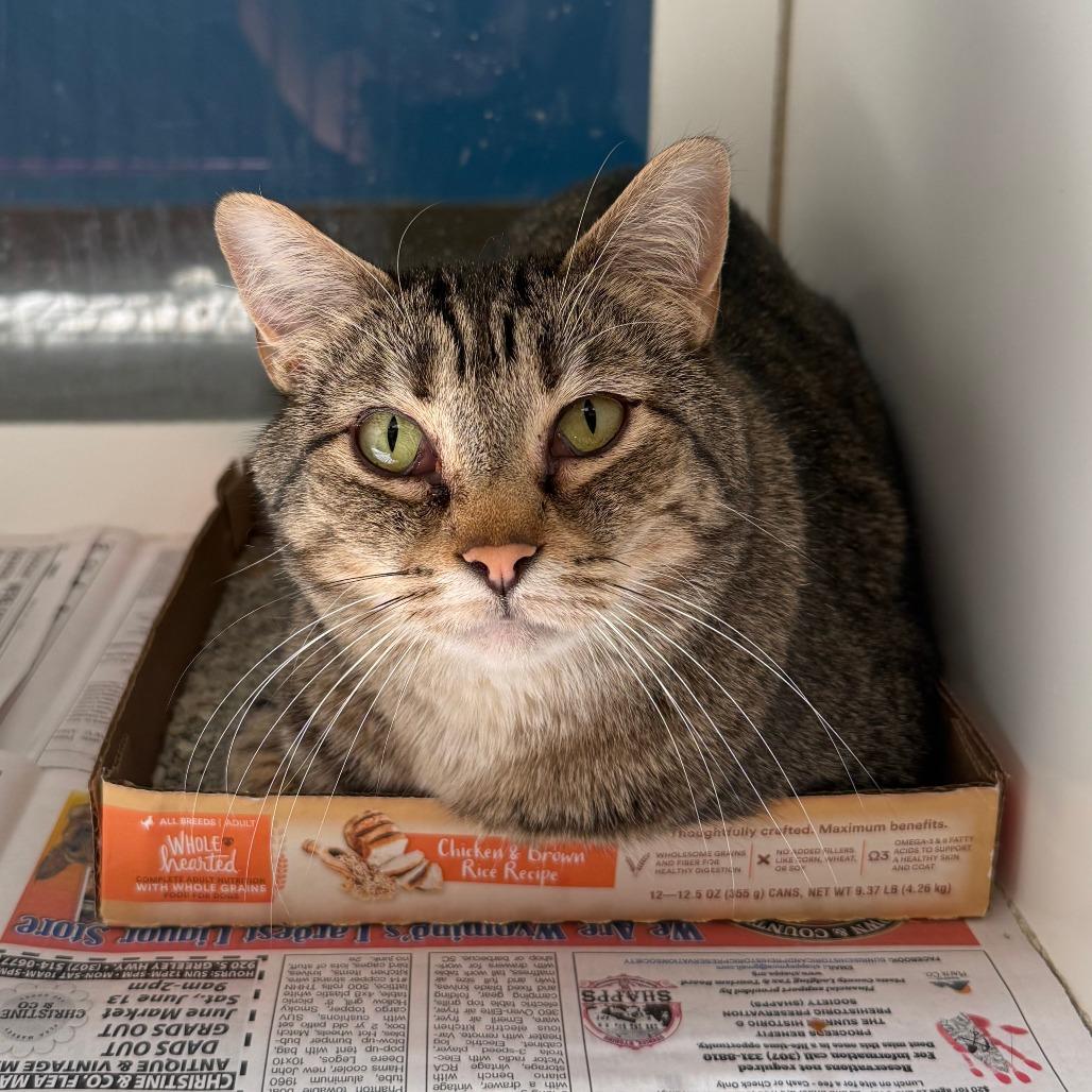 Dorothy, Adoptable, Adult Female Domestic Short Hair.