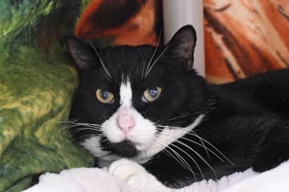 Louis, Adoptable, Adult Male Domestic Short Hair & Domestic Short Hair.