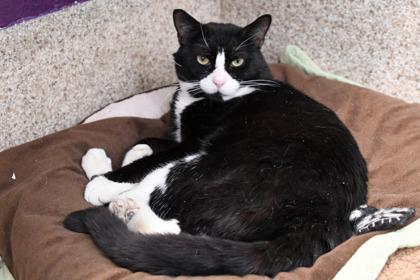 Louis, Adoptable, Adult Male Domestic Short Hair & Domestic Short Hair.