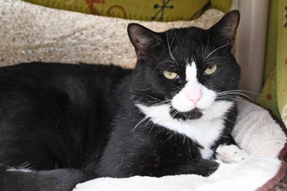 Enlarge Louis, a Adoptable mixed breed in Scotia, NY image 2/3