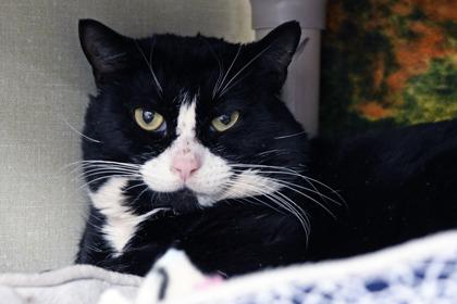 Louis, Adoptable, Adult Male Domestic Short Hair & Domestic Short Hair.