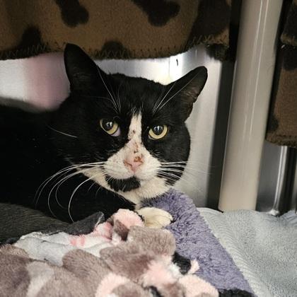 Louis, Adoptable, Adult Male Domestic Short Hair & Domestic Short Hair.