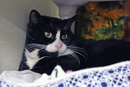 Enlarge Louis, a Adoptable mixed breed in Scotia, NY image 2/3