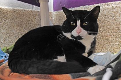 Enlarge Louis, a Adoptable mixed breed in Scotia, NY image 2/3