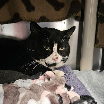 Enlarge Louis, a Adoptable mixed breed in Scotia, NY image 2/3