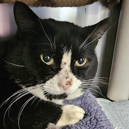 Enlarge Louis, a Adoptable mixed breed in Scotia, NY image 3/3