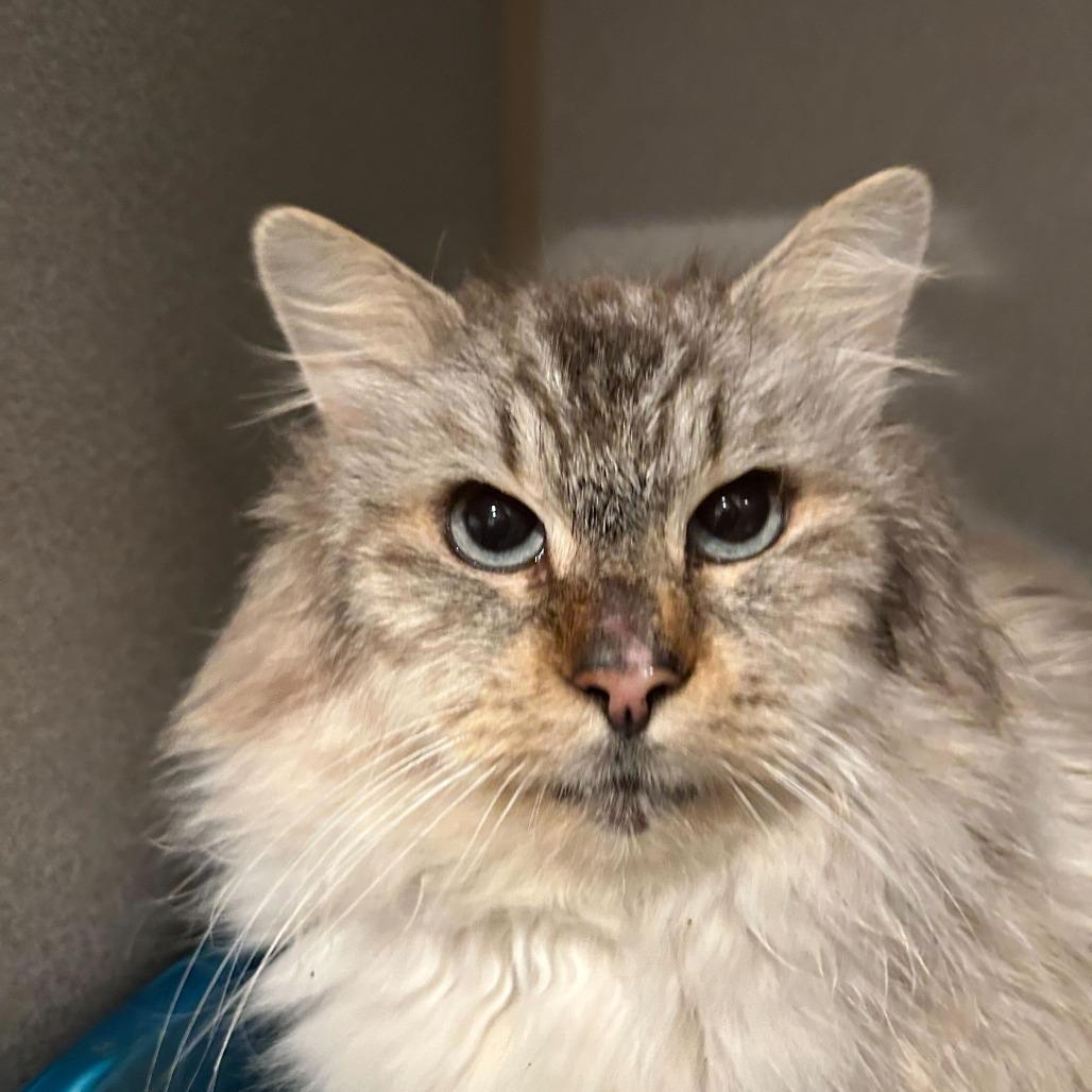 Dewey, Adoptable, Adult Male Siamese.