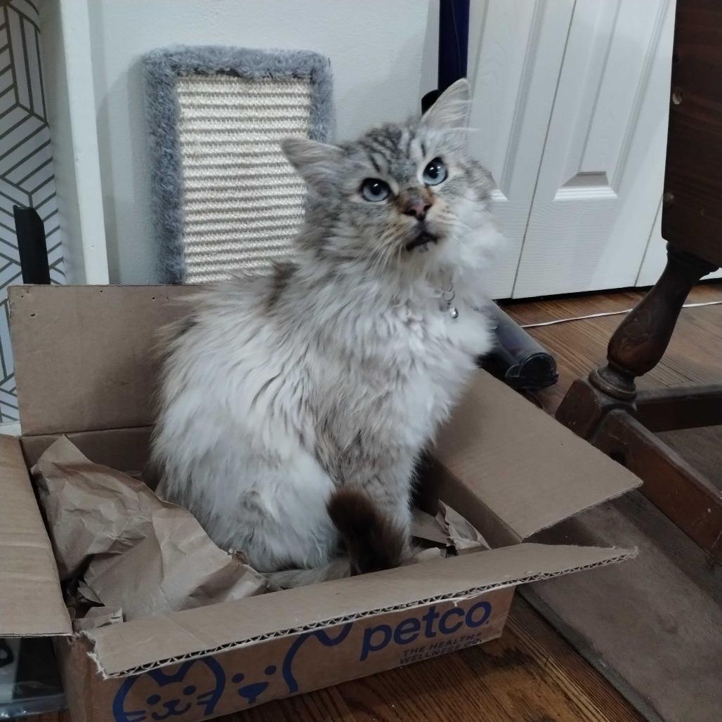 Dewey, a Adoptable Siamese in Alexandria, VA image 2/3