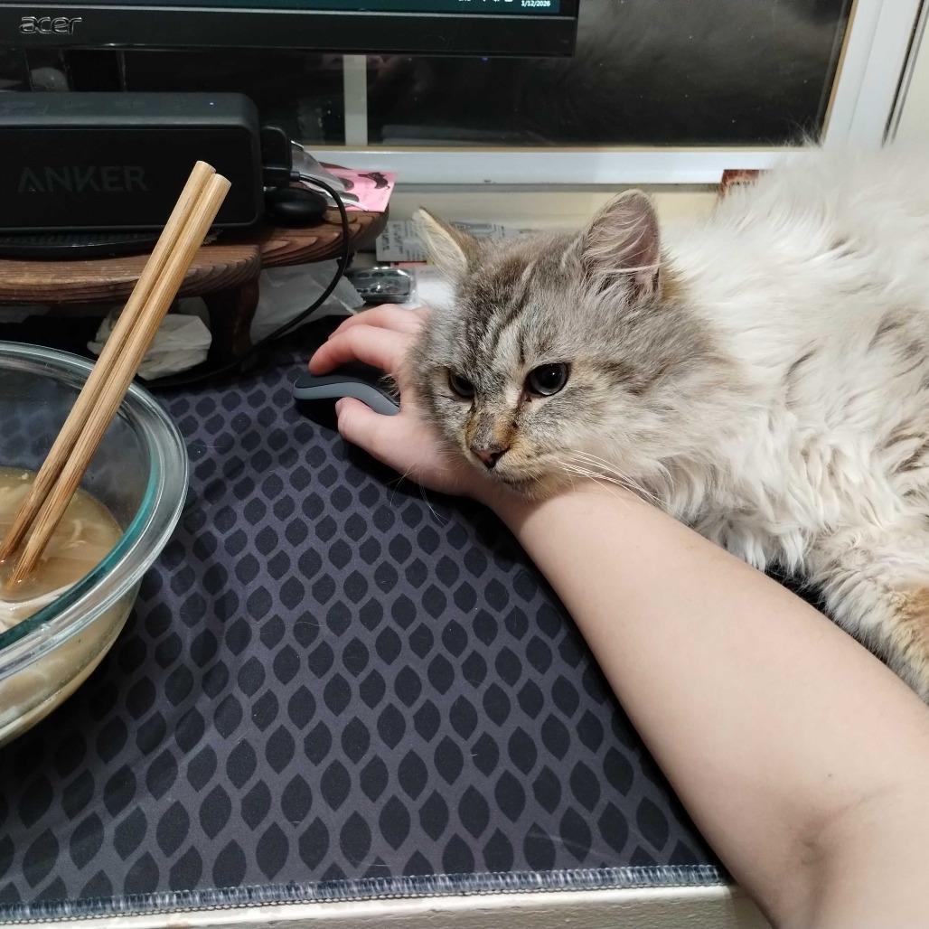 Dewey, a Adoptable Siamese in Alexandria, VA image 3/3