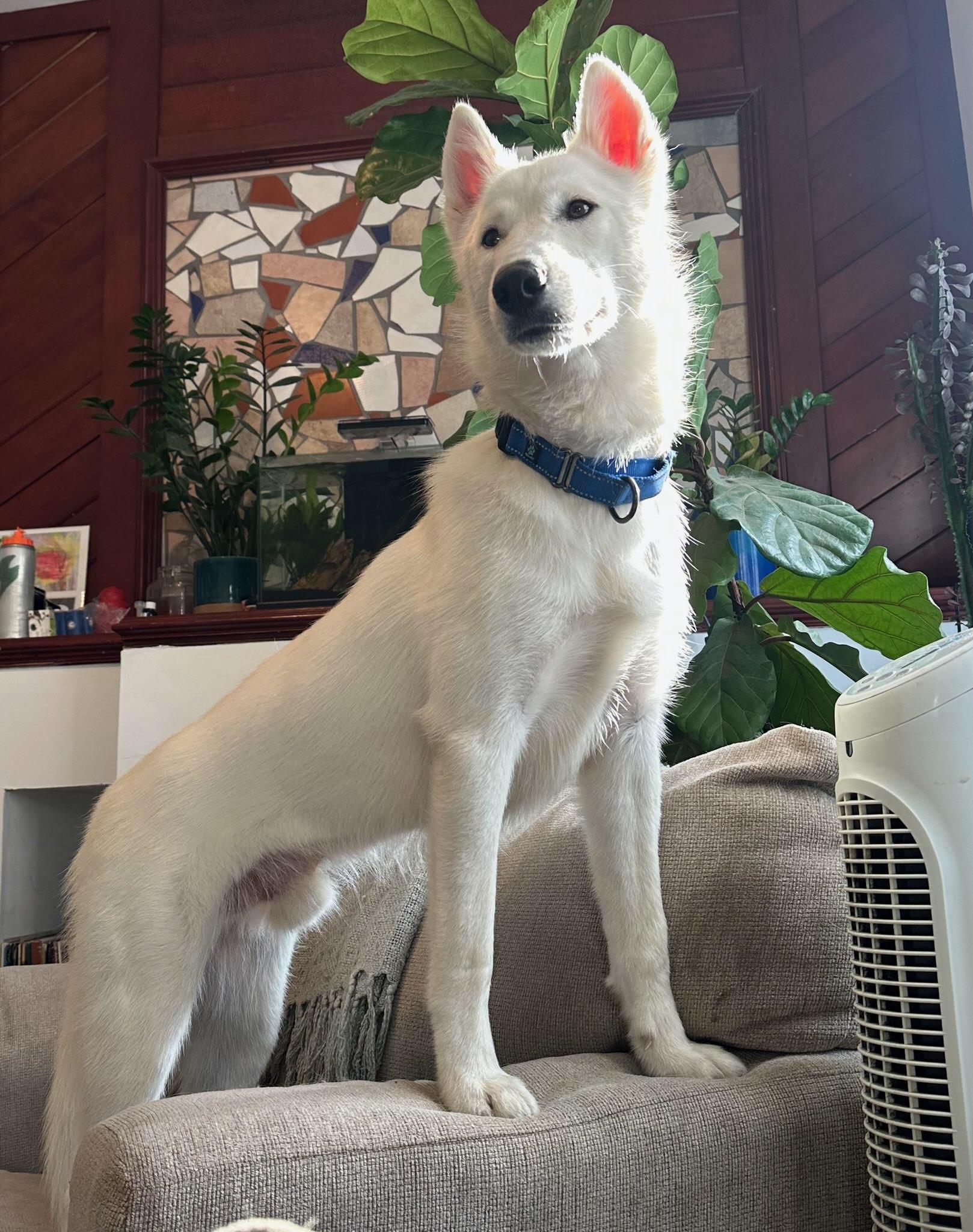 Zeus